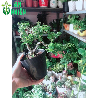 Cây Linh Sam Bonsai