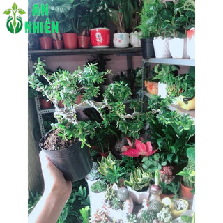 Cây Linh Sam Bonsai