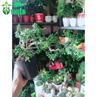 Cây Linh Sam Bonsai