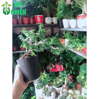 Cây Linh Sam Bonsai