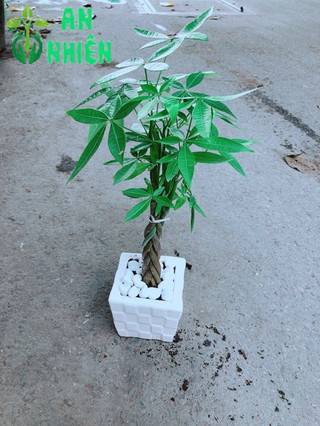 Chậu Kim Ngân Thắt Bính