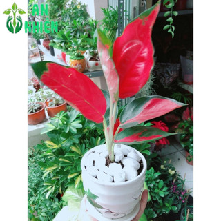 Chậu Cây Phú Quý Đỏ
