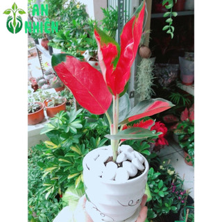 Chậu Cây Phú Quý Đỏ