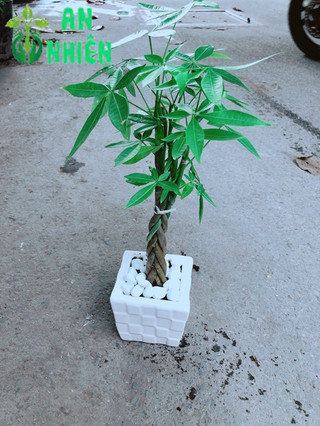 Chậu Kim Ngân Thắt Bính