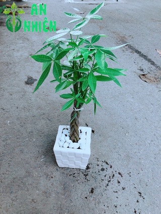 Chậu Kim Ngân Thắt Bính