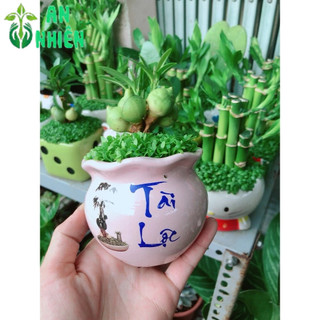 Chậu Cây May Mắn Tài Lộc