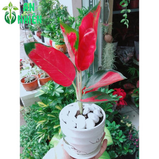 Chậu Cây Phú Quý Đỏ