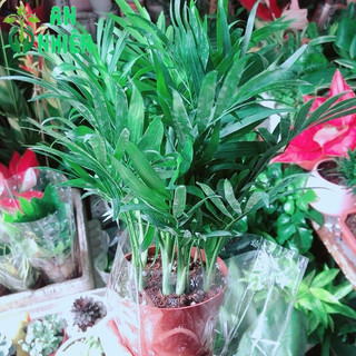 Cây Cau Tiểu Trâm