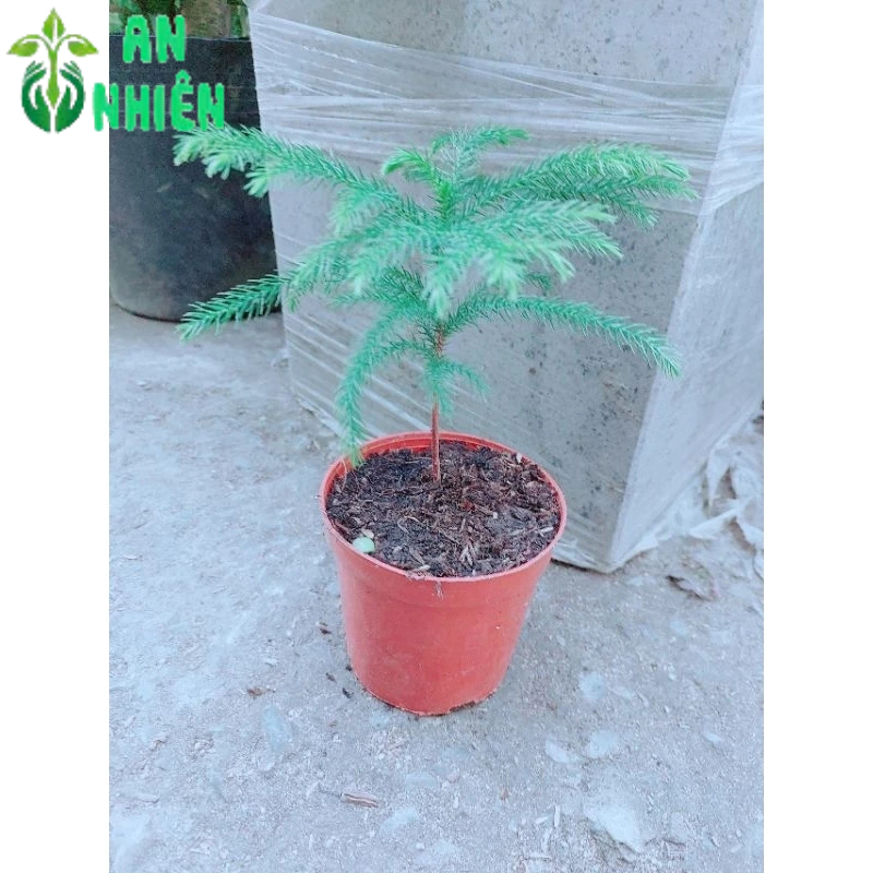 Chậu Tùng Bách Tán Mini
