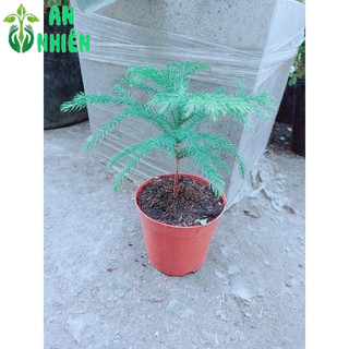 Chậu Tùng Bách Tán Mini