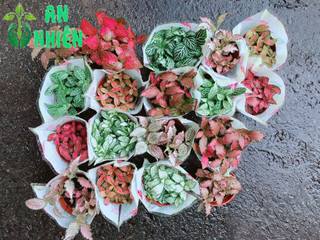 Cẩm Nhung Vàng Đỏ (lá may mắn)