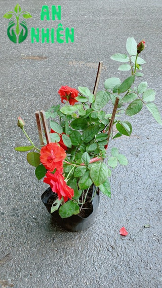 Hoa Hồng Lửa Màu Đỏ