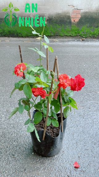 Hoa Hồng Lửa Màu Đỏ