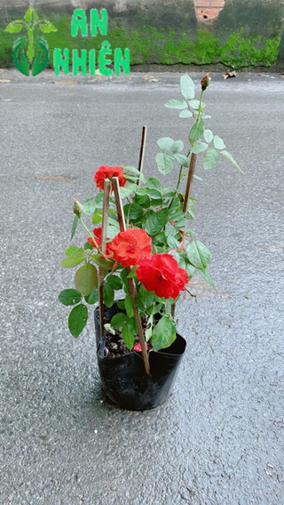Hoa Hồng Lửa Màu Đỏ