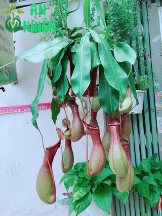 Cây Nắp Ấm Hàng Đẹp