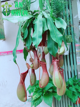 Cây Nắp Ấm Hàng Đẹp