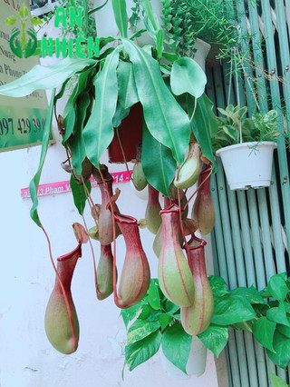 Cây Nắp Ấm Hàng Đẹp