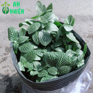 Cây Cẩm Nhung (lá may mắn)