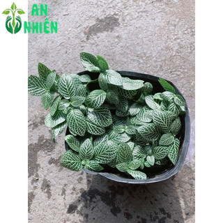 Cây Cẩm Nhung (lá may mắn)