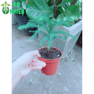 Chậu Tùng Bách Tán Mini