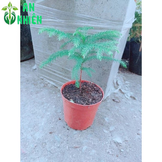 Chậu Tùng Bách Tán Mini