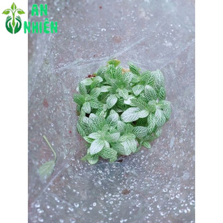 Cây Cẩm Nhung (lá may mắn)