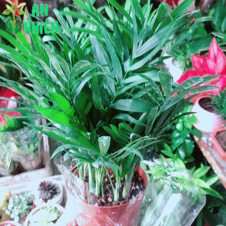 Cây Cau Tiểu Trâm