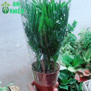 Cây Cau Tiểu Trâm