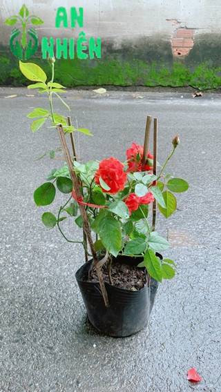Hoa Hồng Lửa Màu Đỏ