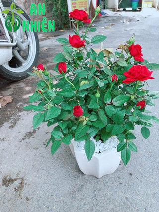 Chậu Hoa Hồng Có Hoa Sẵn