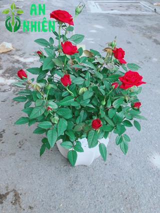 Chậu Hoa Hồng Có Hoa Sẵn