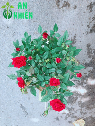 Chậu Hoa Hồng Có Hoa Sẵn