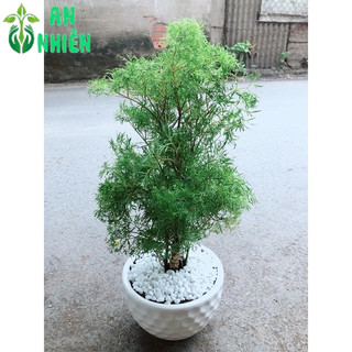 Chậu Cây Đinh Lăng Lá Nhỏ 50cm