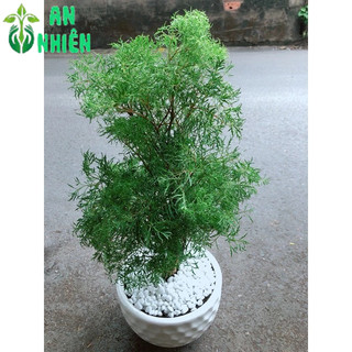 Chậu Cây Đinh Lăng Lá Nhỏ 50cm