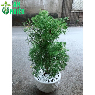 Chậu Cây Đinh Lăng Lá Nhỏ 50cm