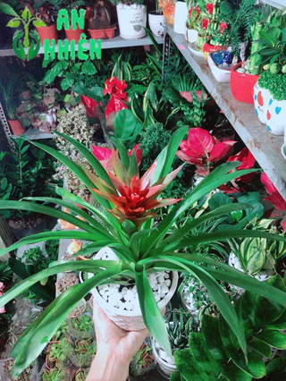 Chậu Cây Phong Lộc Hoa