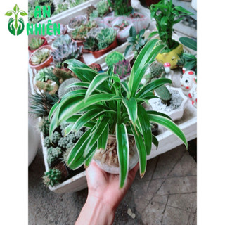 Chậu Cây Lan Chi Thủy Sinh