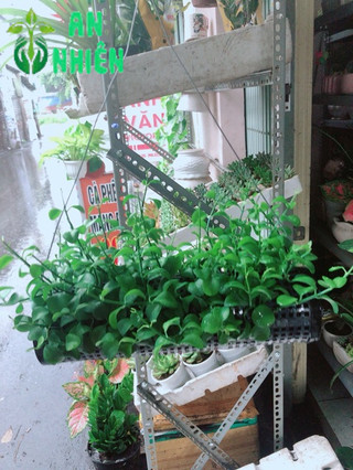Chậu Đô La