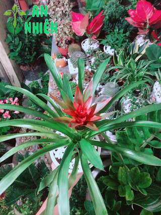 Chậu Cây Phong Lộc Hoa