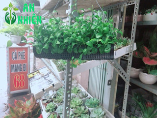 Chậu Đô La