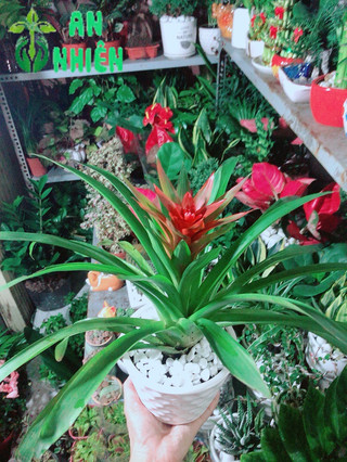 Chậu Cây Phong Lộc Hoa