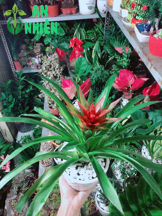 Chậu Cây Phong Lộc Hoa