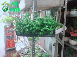 Chậu Đô La
