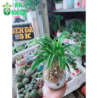 Chậu Cây Lan Chi Thủy Sinh