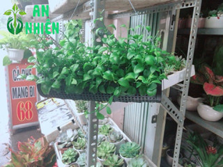 Chậu Đô La