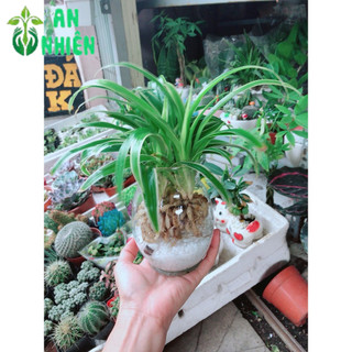 Chậu Cây Lan Chi Thủy Sinh
