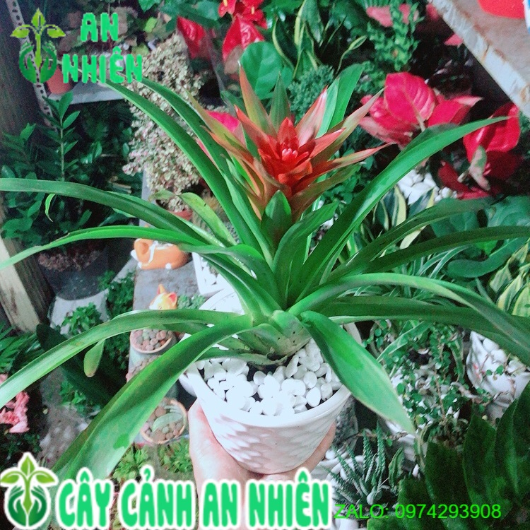 Chậu Cây Phong Lộc Hoa