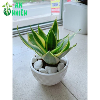 Chậu Lưỡi Hổ Thái Vàng