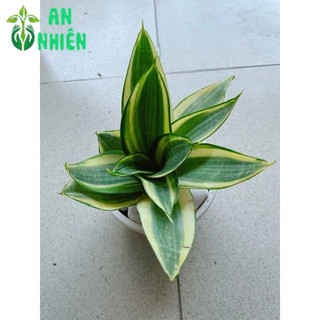 Chậu Lưỡi Hổ Thái Vàng