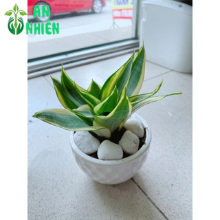 Chậu Lưỡi Hổ Thái Vàng